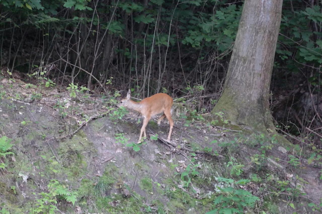 Ferienwohnung Am Wald Bad Herrenalb Eksteriør billede